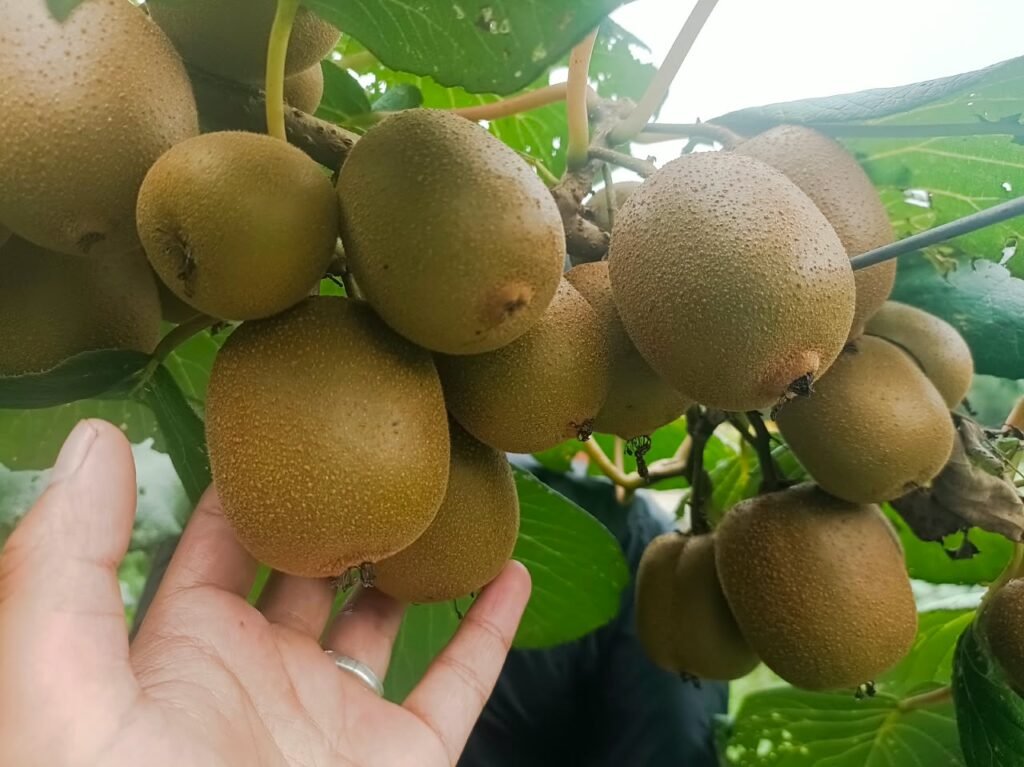 Fresh Green Kiwi