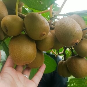 Fresh Green Kiwi