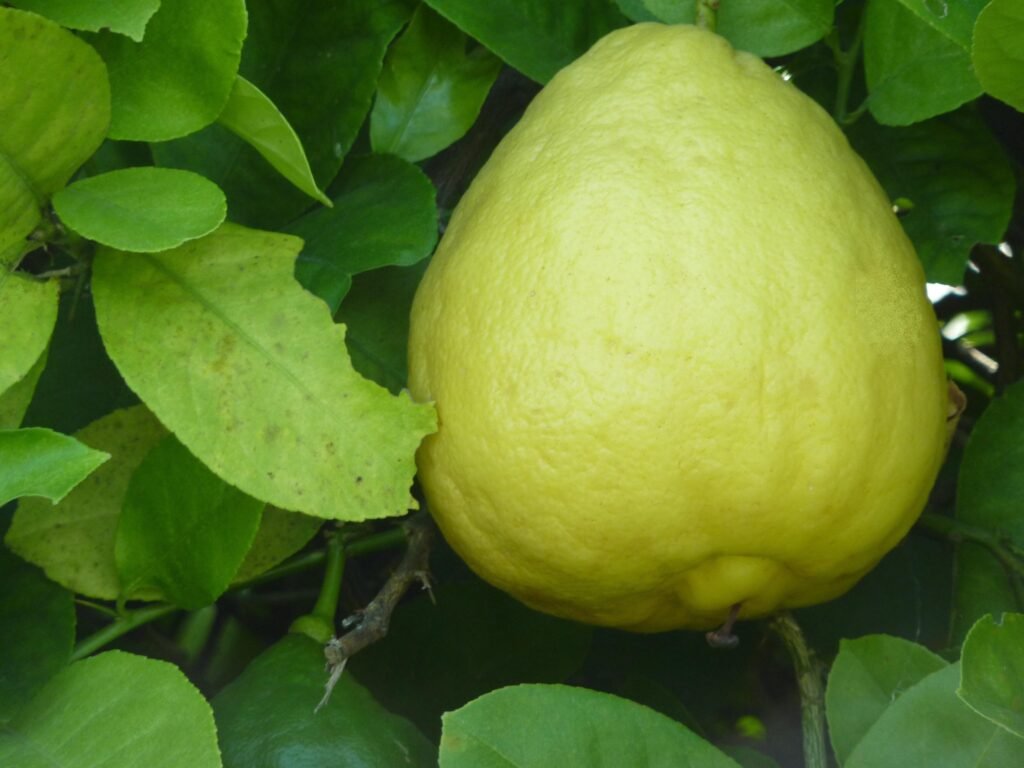 Ponderosa Lemon