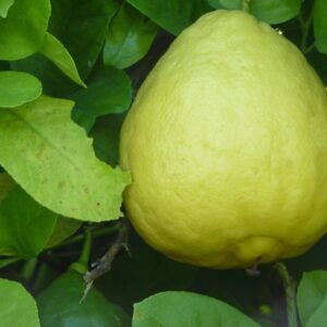 Ponderosa Lemon